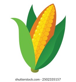 an illustration of corn on a white .Golden maize corn cob isolated. Corn in the peel