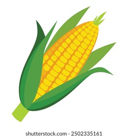 an illustration of corn on a white .Golden maize corn cob isolated. Corn in the peel