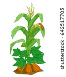 Illustration of Corn, Pumpkin and Bean Plants Planted Together as Companions