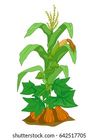 Illustration of Corn, Pumpkin and Bean Plants Planted Together as Companions