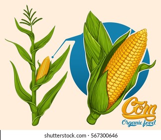 illustration of corn stalk