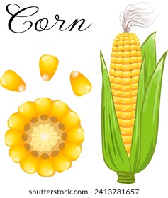 Illustration with corn and text.Vector color illustration with corn and text on a transparent background.