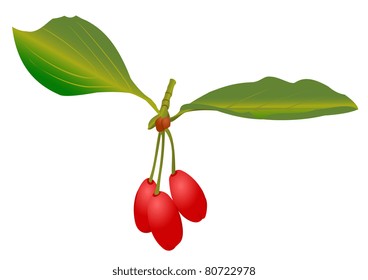 Illustration of a cornelian cherries with leafs on a white background