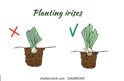 Illustration of the correct and improper planting of the roots of flowers iris. Vector