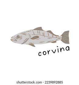 Illustration of a corvina in flat style isolated on a white background. stylized fish.
