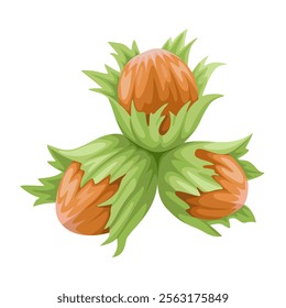 Illustration of Corylus americana, also called American hazelnut, isolated on white background.