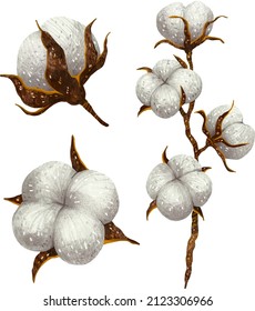 illustration cotton in buds and a sprig of cotton