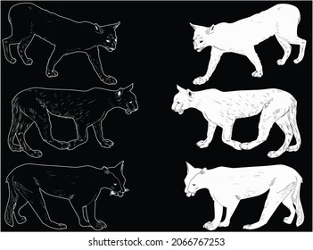 illustration with cougar outlines isolated on white and black background