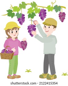 Illustration of the couple doing grape picking.