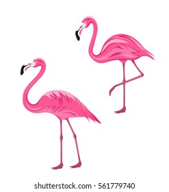 Illustration Couple Pink Flamingos Isolated on White Background, Exotic Tropical Birds - Vector