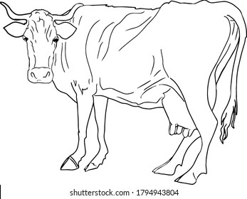 Illustration of a cow in line, isolated on a white background. Logo for printing on clothes, packaging, blank for designers, farmers, meat restaurants