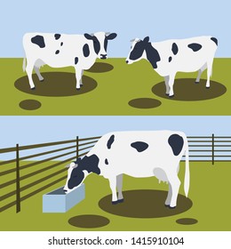illustration of a cow on a farm drinking water. cattle will be planted in the meadow. Agriculture.