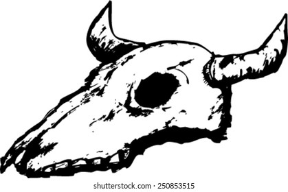 Illustration of cow skull