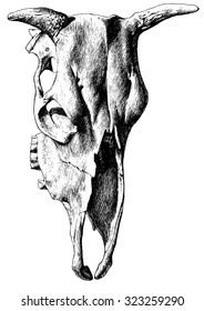 Illustration with cow skull. Vector. Hand drawn.