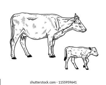 illustration of cow standing and calf,  hand drawn sketch style 