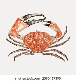 Illustration of a crab with detailed claws and shell. The crab's claws are prominent, and the shell is textured. The crab's legs are intricately drawn. Vintage illustration isolated on white, vector.