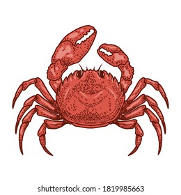 Illustration of crab in engraving style. Design element for logo, emblem, sign, poster, card, banner. Vector illustration