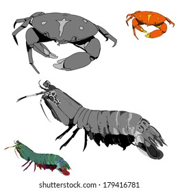 Illustration of crab and shrimp