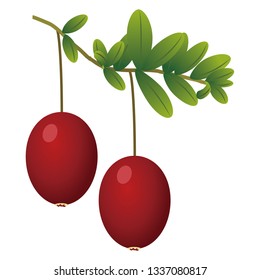Illustration of the cranberry