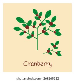 Illustration of cranberry shrub.