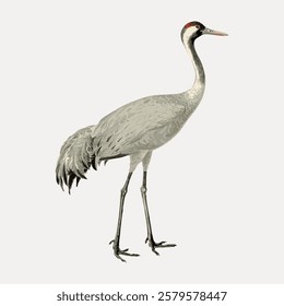 Illustration of a crane with long legs and a slender neck. The crane stands gracefully, showcasing its elegant feathers and distinctive head markings. Vintage bird illustration vector.