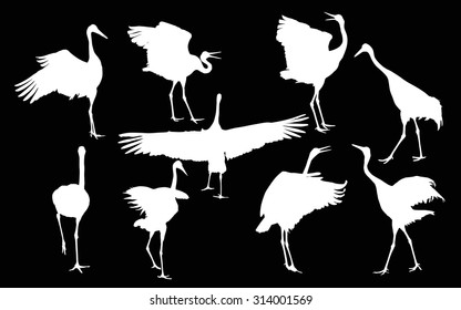 illustration with cranes isolated on black background