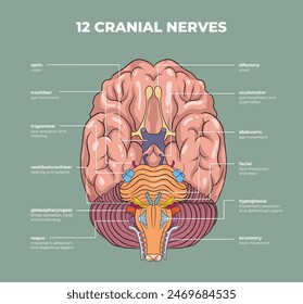 illustration of cranial nerves diagram - vector