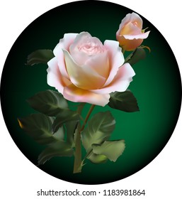 illustration with cream roses on dark circle background