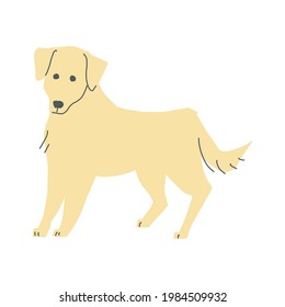  illustration of a cream-colored golden retriever standing up and looking at me.