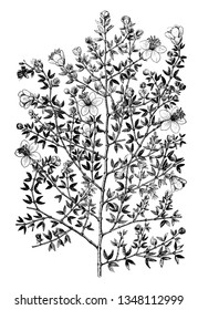 Illustration of Creosote bush or larrea plant is a genus in caltrop family, Zygophyllaceae. Creosote bush has five species of shrubs and native to America, vintage 