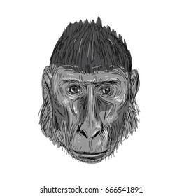 Illustration of Crested Black Macaque Head facing front done in hand sketch Drawing style.