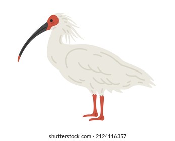 Illustration of a crested ibis seen from the side.