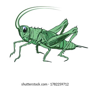 Ilustración de un cricket, saltamontes. Imagen de color detallada de un críquet aislado en un fondo blanco.