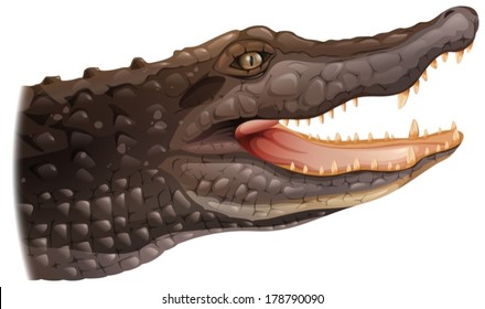 Illustration of a crocodile on a white background