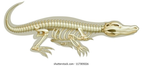 Illustration of a Crocodile skeletal system on a white background