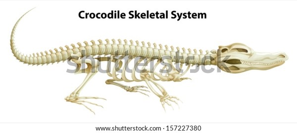 Illustration Crocodiles Skeletal System On White Stock Vector (Royalty ...