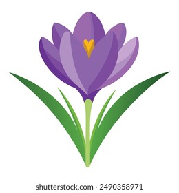 Illustration of crocus flower Isolated