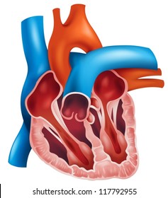 Illustration Of A Cross Section Of A Human Heart