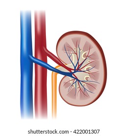 Illustration of cross section of the human kidney.