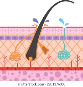 Illustration of the cross sectional structure of the skin