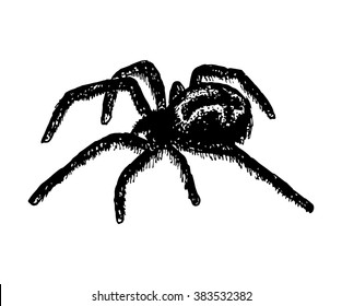 Illustration of cross spider Araneus. Vector illustration.
