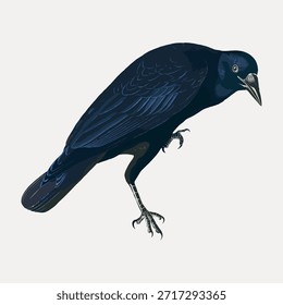 Ilustración de un cuervo. El cuervo es representado en una vista lateral, mostrando sus plumas oscuras. Las plumas detalladas del cuervo y el pico afilado son características prominentes. Vector de ilustración de animales de Antiguas.