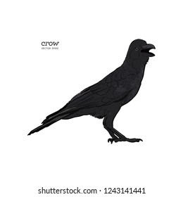 illustration of a crow, drawing by hand of a black bird for halloween