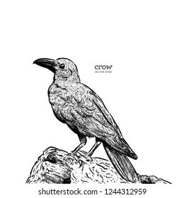 illustration of a crow, drawing by hand of a black bird for halloween
