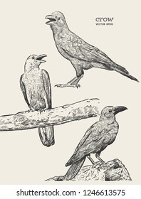 illustration of a crow, drawing by hand of a black bird for halloween