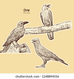 illustration of a crow, drawing by hand of a black bird set