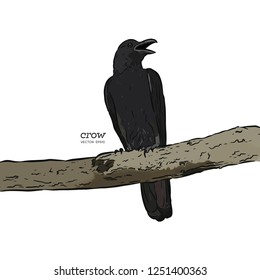 illustration of a crow, drawing by hand of a black bird for halloween