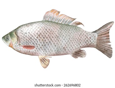 Illustration with crucian fish. Watercolor. Carassius.