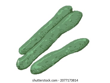 Illustration of a cucumber with a rough and warm touch