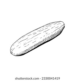 Illustration of cucumber. Vector sketch. Isolated on a white background. Hand-drawn style.
